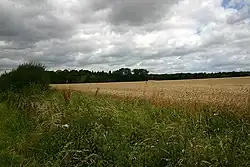Trundley Wood