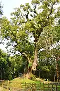 Kofun No.1 with Tsukazaki Kusu tree