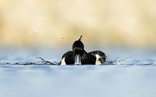 A tufted duck or tufted pochard (Aythya fuligula) in Nagdaha during summer
