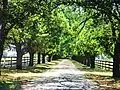 An avenue of heritage-listed English Elm at Tulliallan, Melbourne, Victoria