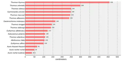 Bar chart that states Thunnus thynnus is the largest tuna, at 458 centimetres (180&nbsp;in) followed by Thunnus orientalis at 300 centimetres (120&nbsp;in), Thunnus obsesus at 250 centimetres (98&nbsp;in), Gymnosarda unicolor at 248 centimetres (98&nbsp;in), Thunnus maccoyii at 245 centimetres (96&nbsp;in), Thunnus albacares at 239 centimetres (94&nbsp;in), Gasterochisma melampus at 164 centimetres (65&nbsp;in), Thunnus tonggol at 145 centimetres (57&nbsp;in), Thunnus alalunga at 140 centimetres (55&nbsp;in), Euthynnus alletteratus at 122 centimetres (48&nbsp;in), Katsuwonus pelamis at 108 centimetres (43&nbsp;in), Thunnus atlanticus at 108 centimetres (43&nbsp;in), Allothunnus fallai at 105 centimetres (41&nbsp;in), Euthynnus affinis at 100 centimetres (39&nbsp;in), Auxis thazard thazard at 65 centimetres (26&nbsp;in),Auxis rochei rochei at 50 centimetres (20&nbsp;in), and Auxis rochei eudorax at 36.5 centimetres (14.4&nbsp;in)