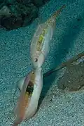 Males fighting