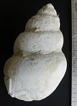 Tylostoma sp., a gastropod