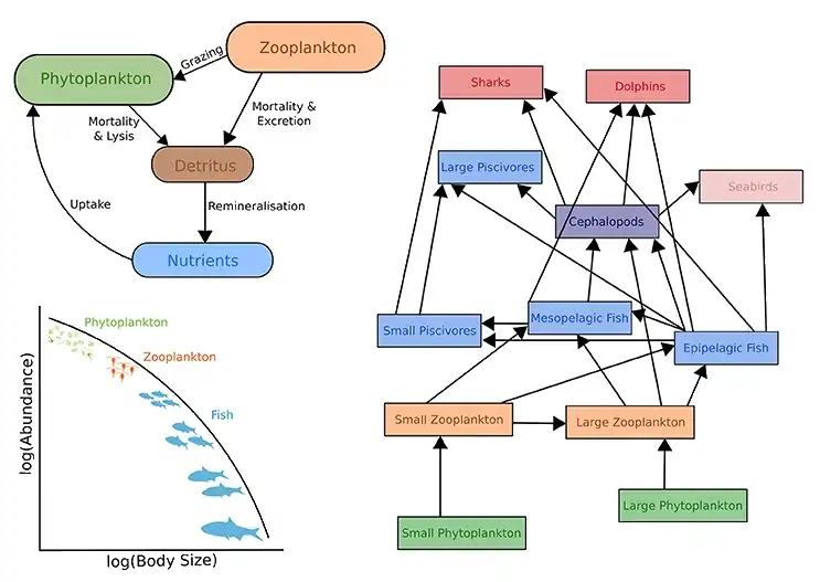 Upper left: Biogeochemical models Right: Ecosystem models Lower left: Size-spectra modelsThese models also have temporal and spatial components.