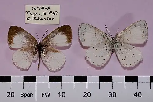 Museum specimen