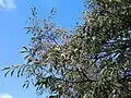 Branchlets