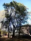 Old unpollarded Exeter Elm, Lochend Park, Edinburgh, showing pendulous branch