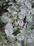 Leaves of same