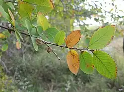 U. crassifolia leaves and fruit, November