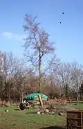 Plot Elm, Laxton, Northamptonshire (upper stem missing)