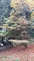 'Pulverulenta' at Batsford Arborerum, November 2016