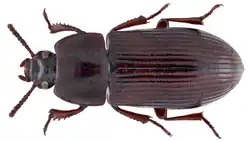 Uloma scita