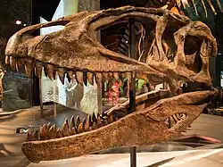 Reconstructed skull of a carcharodontosaurid theropod dinosaur