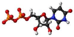 Ball-and-stick model of the UDP molecule as an anion
