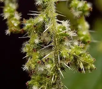 Flowers (female) can be green and white