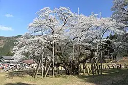 A 1,500 year-old Usuzumi-zakura