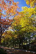 autumn tints