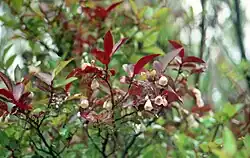 Vaccinium padifolium, flowers.