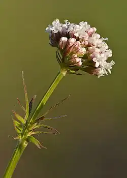 V. officinalis
