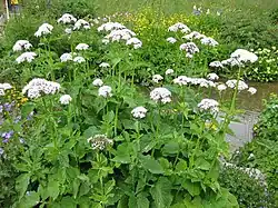 At the Jardin botanique alpin du Lautaret