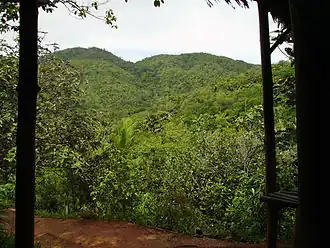 The Vallée de Mai on Praslin Island, often referred to as the Garden of Eden.