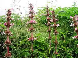Multi storied flowers, Morina longifolia