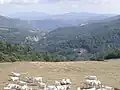 Chianina cattle in Valmarecchia&nbsp;[it], Italy upland pasture