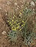 Plant, greyish looking with wide spray of flowers