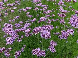 Verbena - Verbena bonariensis