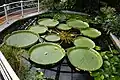 In botanical garden of Brno