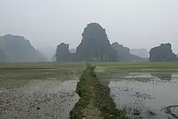 Rice paddies