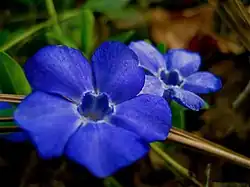 Giant steps periwinkle, a variety of Vinca major