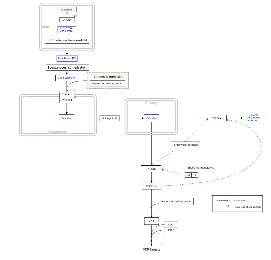 VitaminDSynthesis_WP1531