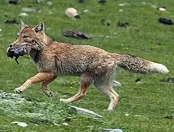 Gray and brown fox with rabbit in mouth