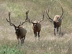 Photograph of three bull elk on a range