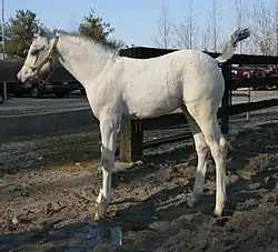 A "white-born" foal. The coat is nearly all-white. Some pigment can be seen in the mane, tail, and ears, as well as in the skin around the eyes and muzzle.