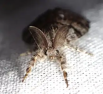 Moth