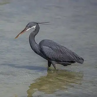 Dark morph, Bahrain