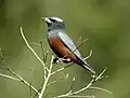 White-browed woodswallow (Artamus superciliosus)