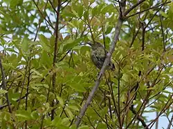 The Bermuda subspecies pictured here, Vireo griseus bermudianus, has shorter wings and duller colour than its mainland conspecifics.