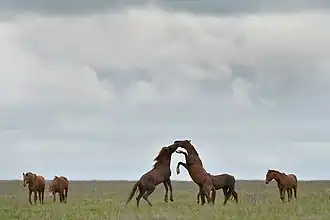 Domesticated horses