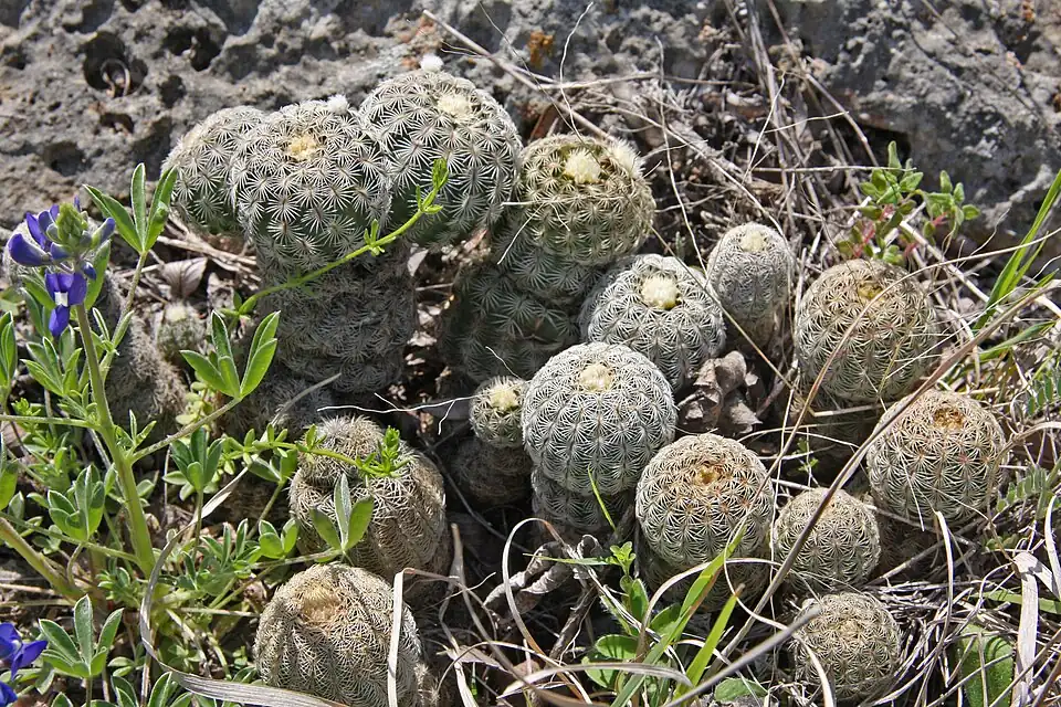 Plant growing in Lady Bird Johnson Wildflower Center, Austin Texas.