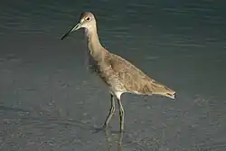 Willet, North Carolina