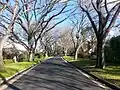 Ulmus americana avenue, Grant Crescent, Griffith, Australian Capital Territory