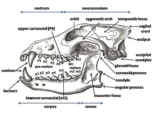 Image 10Diagram of a wolf skull with key features labelled (from Domestication of the dog)