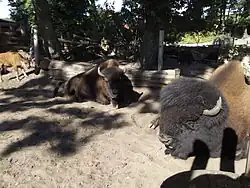 Captive animals in Nordhorn.