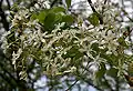 Wrightia tinctoria