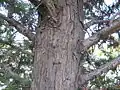 Trunk