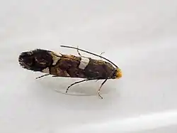 live specimen of a small dark-coloured moth with white patches