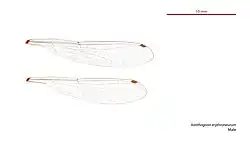 Male wings